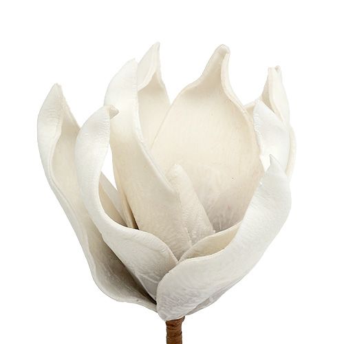 Floristik24 Magnoliakukka vaahtoharmaa, valkoinen Ø10cm L26cm 4kpl