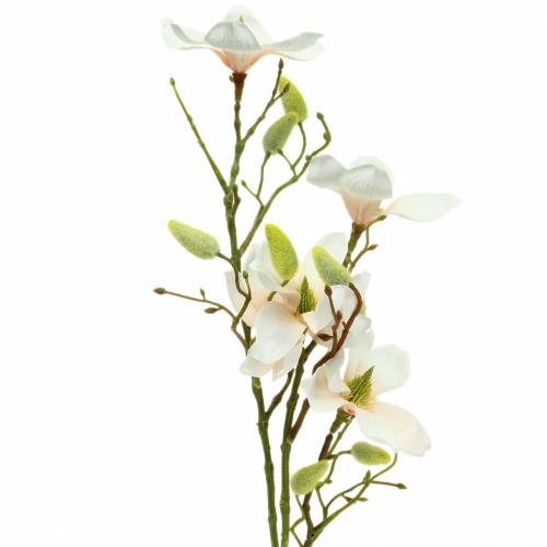 Floristik24 Magnolia persikka 85 cm