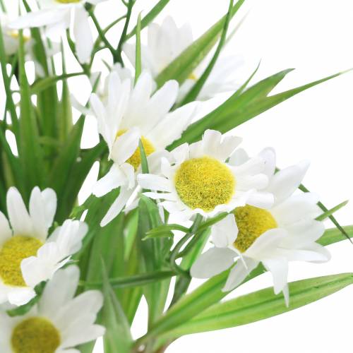Floristik24 Kimppu koiranputkea koristeellisella ruoholla 37cm