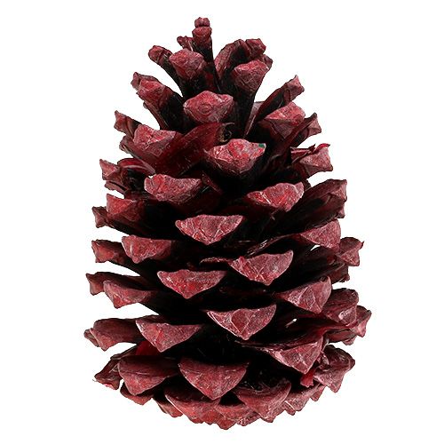 kohteita Maritima käpyjä 10-15cm punainen himmeä 12 kpl