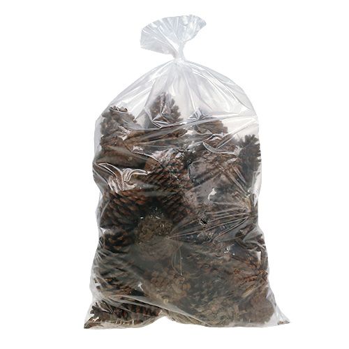 Maritima käpyjä 14/18 natural 25 kpl | Floristik24.fi