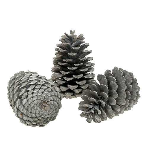kohteita Maritima käpyjä 10cm - 14cm kalkittu 25 kpl