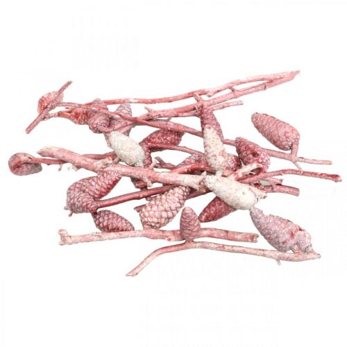 Floristik24 Merikartio oksalla pinkki/valkoinen vahattu 400g