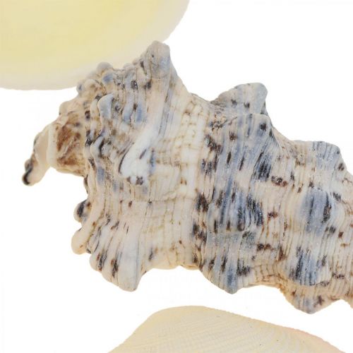 Floristik24 Merikoristekuoret Etanankuoret Streudeko 600g