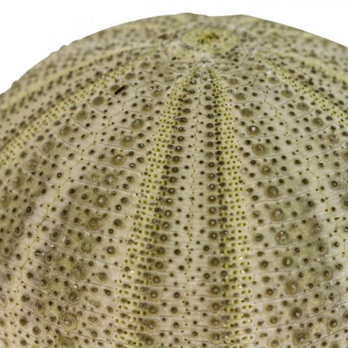 Maritime Deco Merisiili Deco Green Summer Deco Ø5-6cm 17s