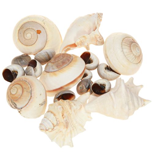 kohteita Merietanankuori, merellinen luonnollinen, 400g