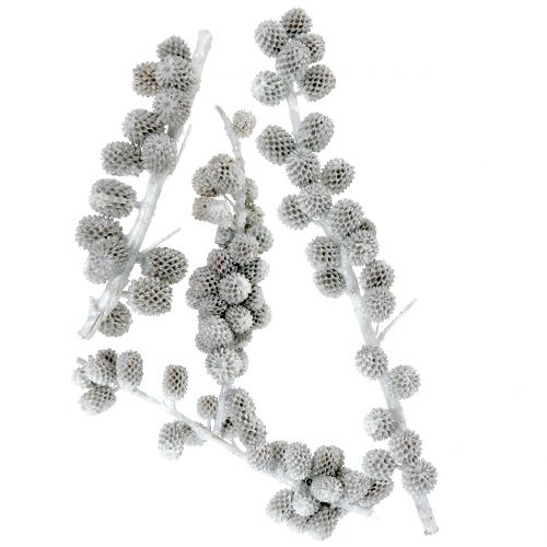 Floristik24 Casuarina-käpyjä oksalla valko-harmaa vahattu 250g