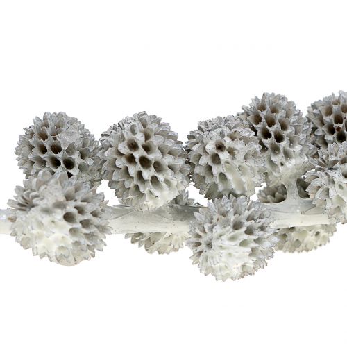 Floristik24 Casuarina-käpyjä oksalla valko-harmaa vahattu 250g