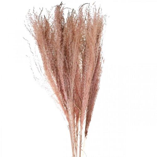 Floristik24 Kuiva ruoho pitkä pinkki höyhenruoho deco Miscanthus 75cm 10kpl