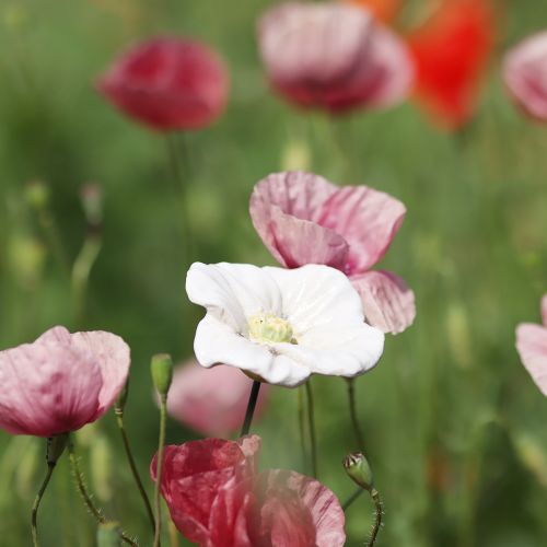 kohteita Unikkokukkakeppi, keraaminen kukka, rakkaudella yksityiskohtainen, elegantteihin puutarhakoristeisiin, 42 cm, 4 kpl