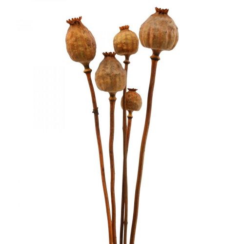 Floristik24 Unikkokapseli iso Papaver-kuivattu koristeunikon appelsiini 5 kpl