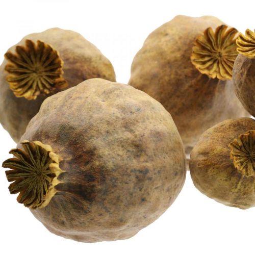 Floristik24 Unikkokapseli suuret kuivatut kukat keltainen Papaver koristeunikot 5 kpl