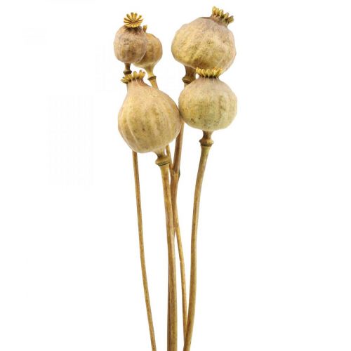 Unikkokapseli suuret kuivatut kukat keltainen papaver deco unikko 5kpl