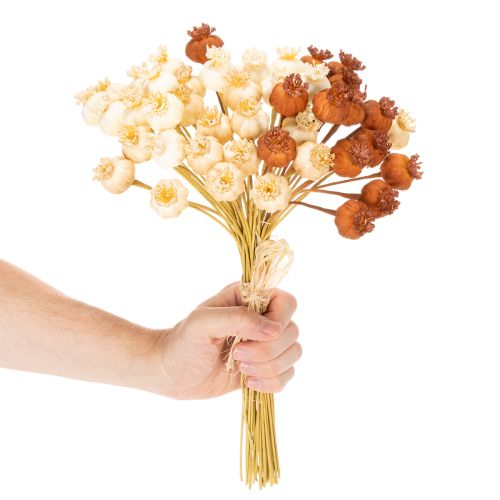 Kuivattuja tekounikonsiemenpalkoja, kolmen värin nippu, 40 cm, 45 kpl | Floristik24.fi
