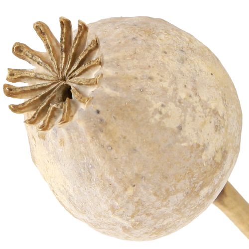 Floristik24 Unikkokapselit kuivattuja luonnonkukkia 55cm 10 kpl