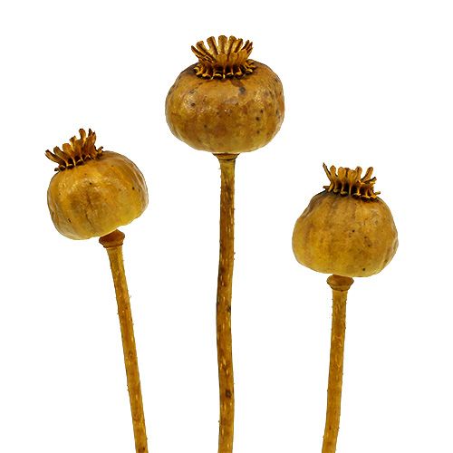 Floristik24 Keltaiset unikonpäät 100 kpl