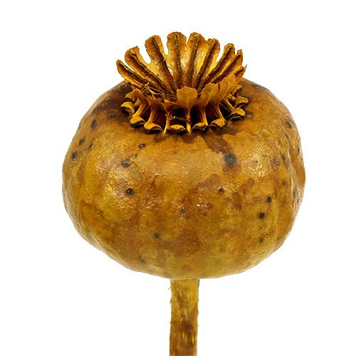 Floristik24 Keltaiset unikonpäät 100 kpl