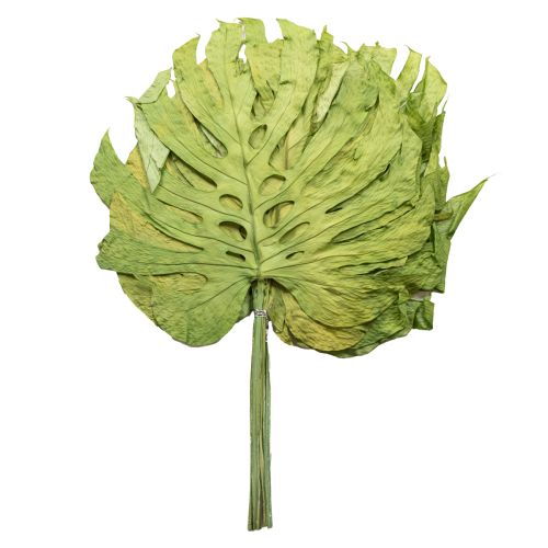 kohteita Koristeelliset monsteranlehdet boheemiin ja urbaaniin viidakkotyyliin