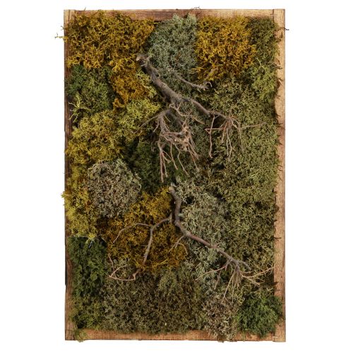 kohteita Sammaleen kuvassa säilynyt oikea sammal ja luonnonoksat 60×40cm
