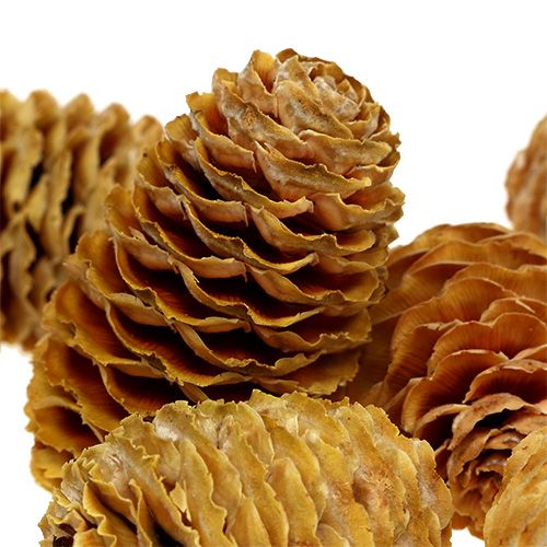 kohteita Sabulosum käpykerma 500g