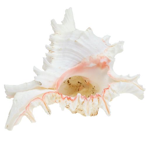 Floristik24 Simpukka Chicoreus ramosus 17,5 cm