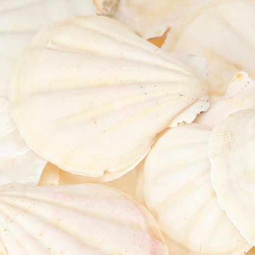 kohteita Koristesimpukoita luonnollisina 3,5cm–4cm 300g