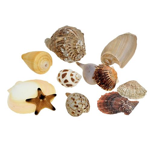 Floristik24 Simpukasekoitus luonnollisessa laatikossa 380g