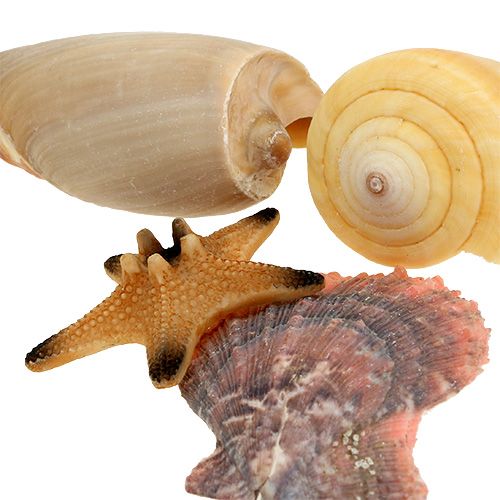 Floristik24 Simpukasekoitus luonnollisessa laatikossa 380g