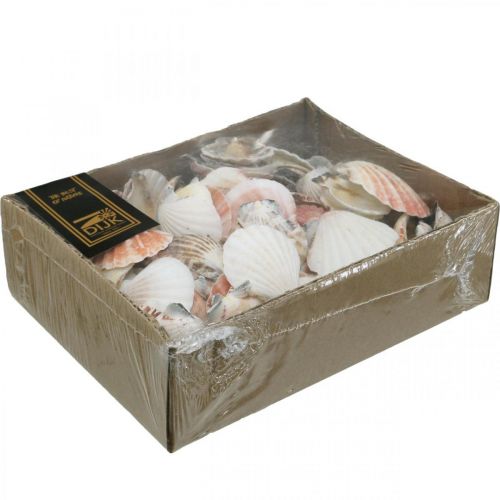 Floristik24 Shell box, luonnon kampasimpukoita, merikoristeita H3-5cm 900g
