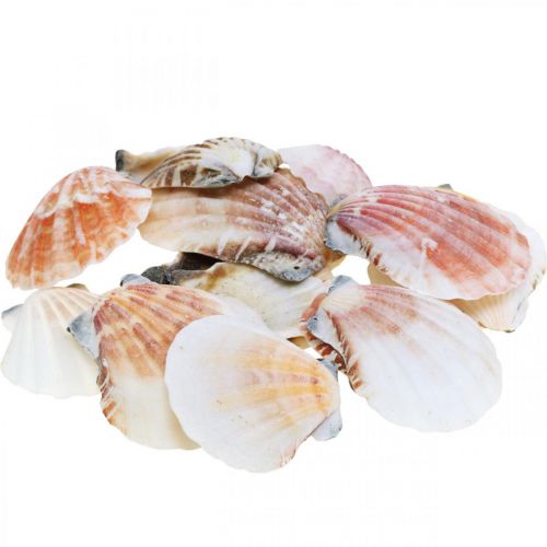 Floristik24 Shell box, luonnon kampasimpukoita, merikoristeita H3-5cm 900g