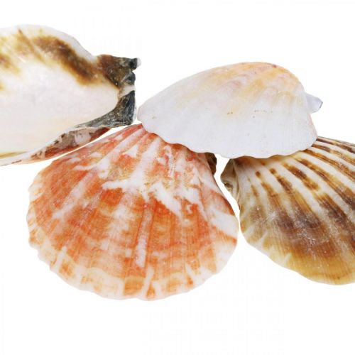 Floristik24 Shell box, luonnon kampasimpukoita, merikoristeita H3-5cm 900g