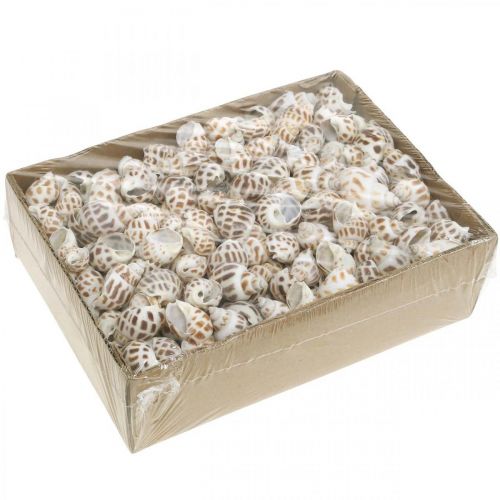 kohteita Kuoren koristelu, mini deco etana, merietana sekoitus L2-4cm 780g