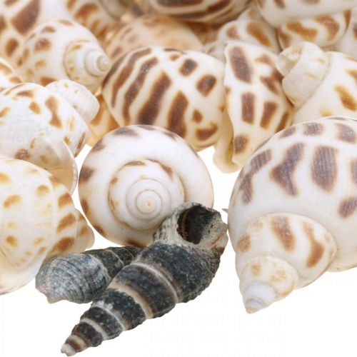 kohteita Kuoren koristelu, mini deco etana, merietana sekoitus L2-4cm 780g