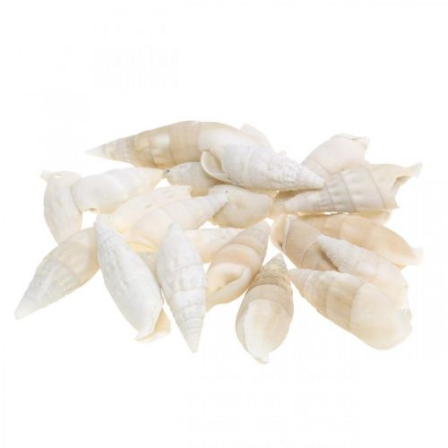 kohteita Deco etanat valkoiset, merietanat luonnollinen koriste 2-5cm 1kg