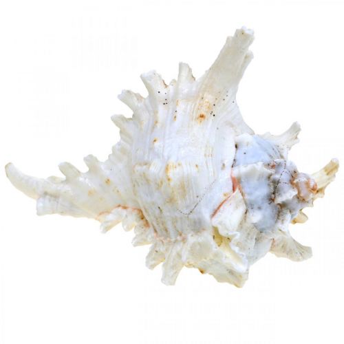 kohteita Shell Chicoreus ramosus 16cm 3 kpl