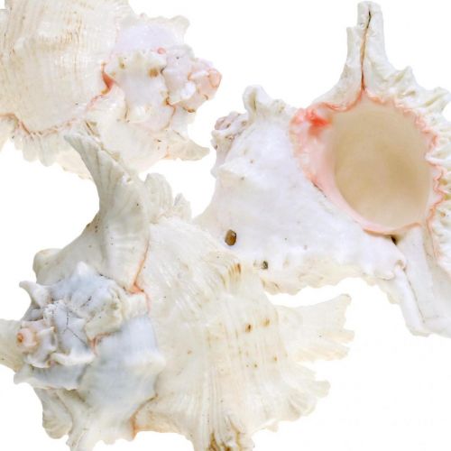 kohteita Shell Chicoreus ramosus 16cm 3 kpl