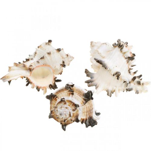 Floristik24 Deco etanankuoret raidalliset, merietanat luonnollinen koriste 1kg