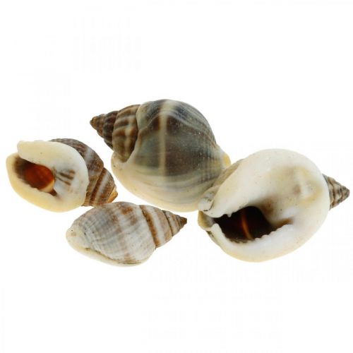 Floristik24 Luonnollinen koristelu, etanan kuoret luonto 1-2cm, kuori koristelu 1kg