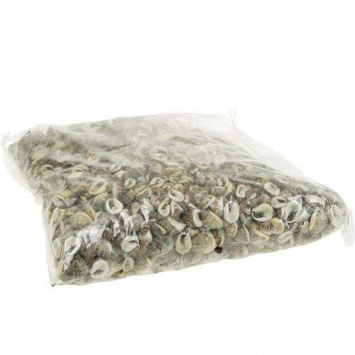 Floristik24 Luonnollinen koristelu, etanan kuoret luonto 1-2cm, kuori koristelu 1kg