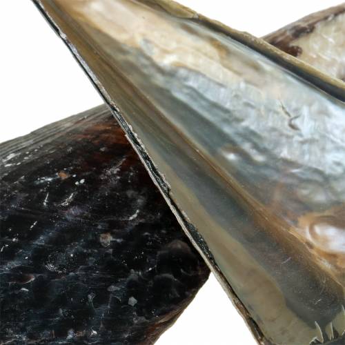 Floristik24 Kynäkuoret mustat 24-30cm 1kg