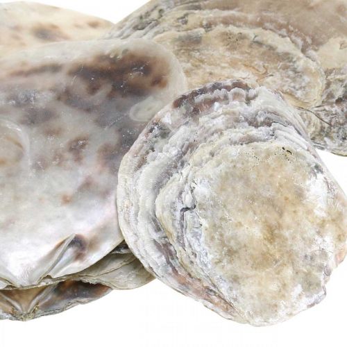 Merisisustus, capiz-kuoret, luonnontuotteet helmiäinen, violetti 8-14cm 1kg