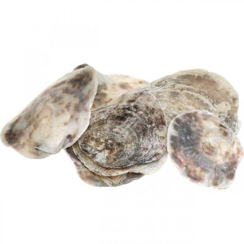 Merisisustus, capiz-kuoret, luonnontuotteet helmiäinen, violetti 8-14cm 1kg