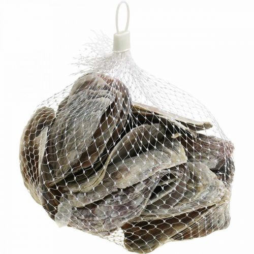 kohteita Merisisustus, Capiz-kuoret, luonnonesineitä helmiäinen, violetti 8-14cm 1kg