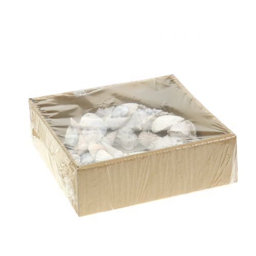 Floristik24 Simpukkaseppele valkoinen Ø14cm