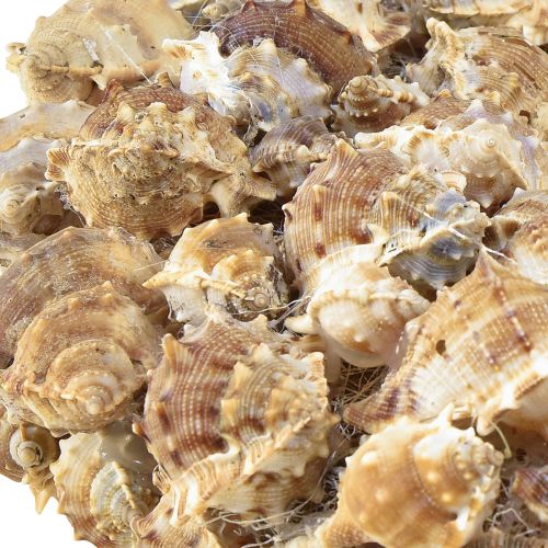 kohteita Shell seppele seinäkoristeita luonnollinen koriste seppele ripustamiseen Ø35cm