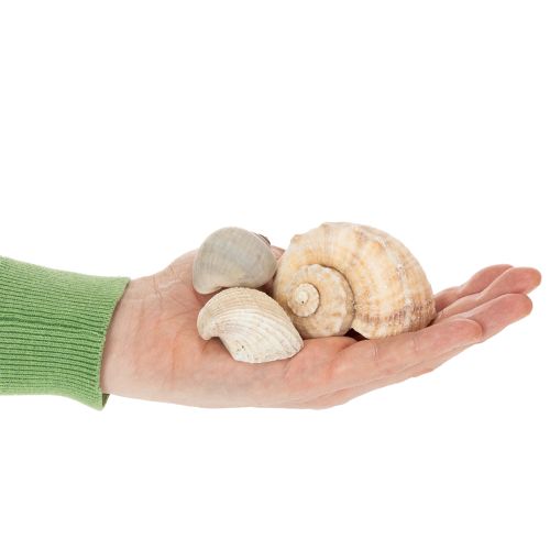 kohteita Etanat ja simpukat - Merellisiä koriste-esineitä ainutlaatuiseen huoneen kaunistamiseen - 500 g
