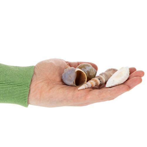 kohteita Simpukankuoria ja etanoita Luonnollisia merellisiä koriste-esineitä tyylikkääseen sisustukseen 500g