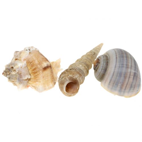 Floristik24 Kuorisekoitus luonnollinen 500g