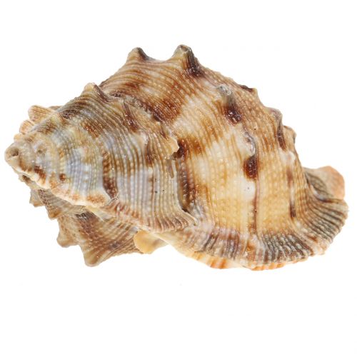 Floristik24 Sinisimpukkasekoitus luonto 500g