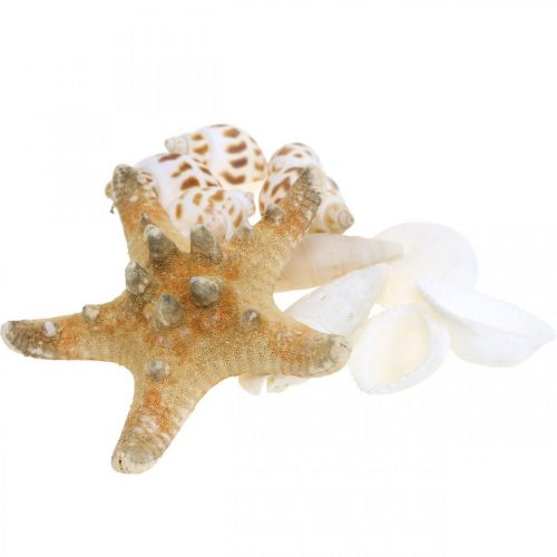 Floristik24 DIY-Box Maritime Natural kuoret puinen koristelu setti valikoima